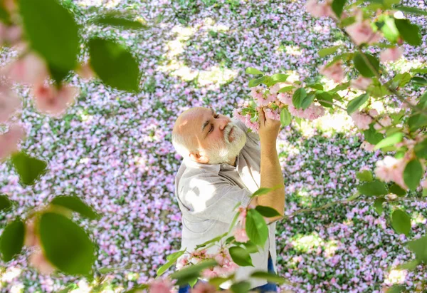 Grattis på vårdagen. Farfar log medan han såg rosa sakura blomma. man under körsbär blommande träd. Gubben njuter av vårnaturen. senior man med grått skägg i halmhatt. Glad pensionering — Stockfoto