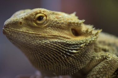 Pogona vittisepsleri açık yeşil ciltli doğa yürüyüşleri.