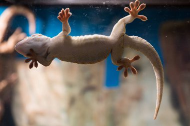Gecko beyaz ve mavi arka planda. Kertenkele camda yürüyor