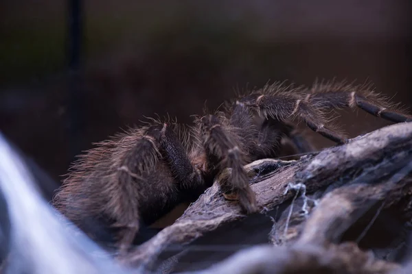 Tarantula z owłosionymi nogami. Czarny pająk spoczywa na gałęzi — Zdjęcie stockowe