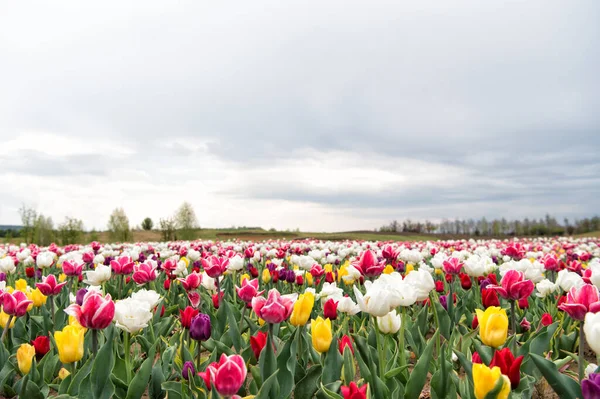 Living a green life. Nature Background. group of colorful holiday tulip flowerbed. Blossoming tulip fields. spring landscape park. country of tulip. beauty of blooming field. famous tulips festival