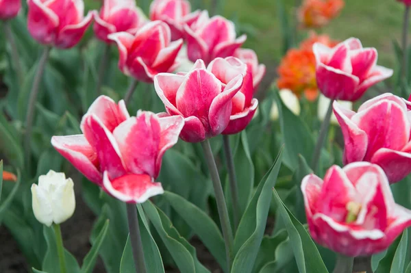 Żyzny prezent. różowe kwiaty na polu. Krajobraz holenderskich tulipanów. Podróż w sezonie wiosennym. Kolorowe pole wiosennych tulipanów. różowe żywe kwiaty. piękno natury. cieszyć się sezonowym kwitnieniem — Zdjęcie stockowe