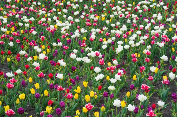 Rostliny potřebují dobrou péči. harmonie v meditaci. příroda je lidská antistresová. Krásná barevná tulipánová pole. Holandsko na jaře. Barevné pole tulipánů, Nizozemsko. žárovková pole na jaře — Stock fotografie