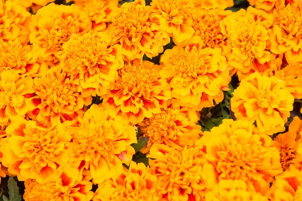 Χαιρετίσματα φόντο κάρτα. Floral φόντο. Βοτανική και χλωρίδα. Tagetes κορυφαία άποψη. Ανοιξιάτικη φύση. Λουλούδια στο χωράφι. Όμορφη πορτοκαλί κόκκινα λουλούδια marigold μοτίβο φόντου. Άνθη αγριολούλουδου — Φωτογραφία Αρχείου