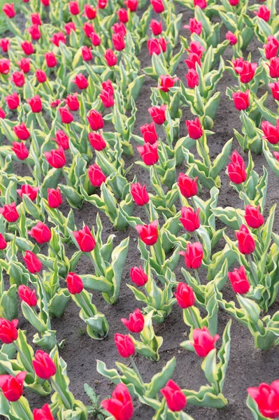 Práce s rostlinami je velkým potěšením. Krásná tulipánová pole. Holandsko na jaře. Barevné pole tulipánů, Nizozemsko. žárovková pole na jaře. harmonie v meditaci. příroda je antistresová — Stock fotografie
