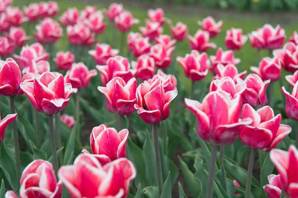 Primavera parque paisagístico. País da tulipa. beleza do campo florescente. famoso festival de tulipas. Fundo da Natureza. grupo de feriado rosa canteiro de flores tulipa. Campos de tulipas florescentes. Em harmonia com a natureza — Fotografia de Stock