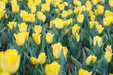 Bitkilerle çalışmak. Hollanda 'daki muhteşem lale tarlası. Rahatla ve stres kontrolü yap. İlkbaharda lale. Bahar çiçeği arkaplanı. Hollanda kırsalında. Bahçedeki laleler. Çiçekli bahar manzarası