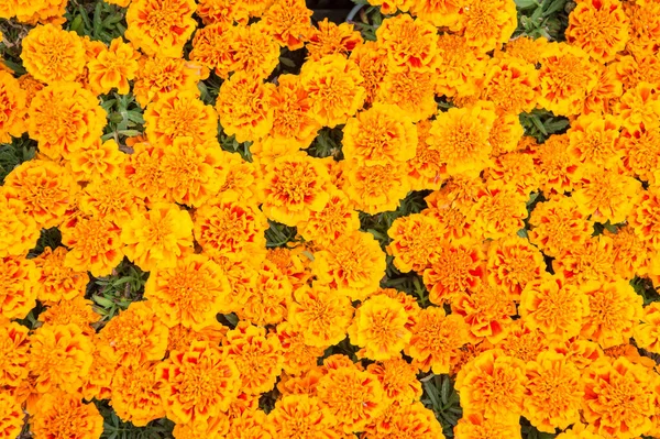 花が咲くだけだ。マリーゴールドの花の背景。開花植物。花飾り。花の農業。花屋だ。小売業者。夏の花。お祝いだ。強烈な黄色で放射線を当てる — ストック写真