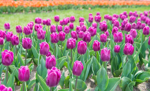 Užívám si každou chvíli. Cestování na jaře. Barevné jarní tulipánové pole. fialové zářivé květiny. krása přírody. užijte si sezónní květy. fialové květy na poli. Krajina nizozemských tulipánů — Stock fotografie