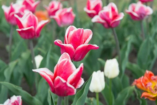 Giardinaggio e floristica. natura bellezza e freschezza. Tulipani in crescita in vendita. fiori per negozio. tulipano fioritura in primavera. campo di fiori di tulipano luminoso. campo estivo di fiori. Inizio della vita — Foto Stock