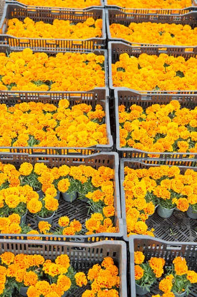 Fioriture per scatola. Mercato dei fiori. L'allevamento della calendula. Giardino del mercato. Giardinaggio biologico. Cresce per il mercato. Produzione commerciale. Mercato degli agricoltori. Negozio di fioristi. Fiori all'ingrosso. Vendita di fioriture stagionali — Foto Stock