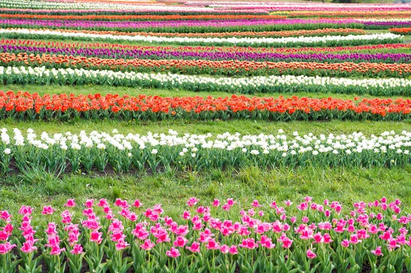 Pracuju ve skleníku. slavný festival tulipánů. Přírodní pozadí. skupina barevných svátků tulipán květinové záhony. Kvetoucí tulipánová pole. Jarní krajinný park. země tulipánů. krása kvetoucího pole — Stock fotografie