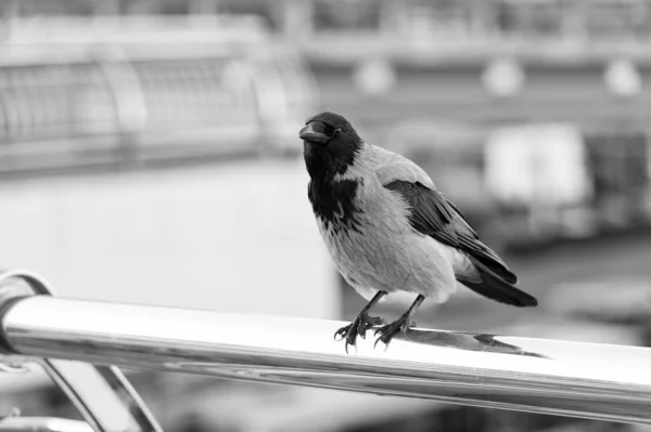 Looking for victim. Black crow sit railing searching food. Large urban crow pacing aluminum fence defocused background. Bird in big city. Symbol of bad luck and death. Symbolizes intelligence