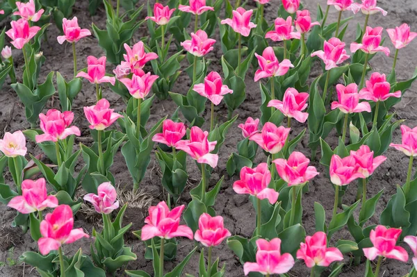 Dbam o rośliny. Holandia wiosną. Kolorowe pole tulipanów, Holandia. pól cebulowych wiosną. harmonię w medytacji. Natura jest ludzka przeciw stresowi. Piękne różowe pola tulipanów — Zdjęcie stockowe