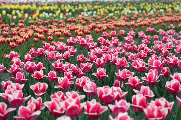 Pracovat s květinami. jarní krajina s květinami. Úžasné pole tulipánů v Holandsku. relaxovat a zvládání stresu. tulipány na jaře. Jarní květinové pozadí. Nizozemský venkov. tulipány v zahradě — Stock fotografie