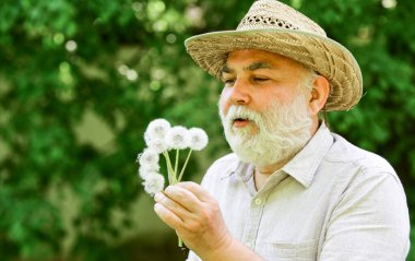 O kadar güzelsin ki. Baharın başında neşe. Yaşlılık ve yaşlılık. bahar köyü ülkesi. İnce gri saçın sembolü. Yaşlı adam karahindiba çiçeği üflüyor. Alzheimer bunaması. kavramsal bozukluk kavramı