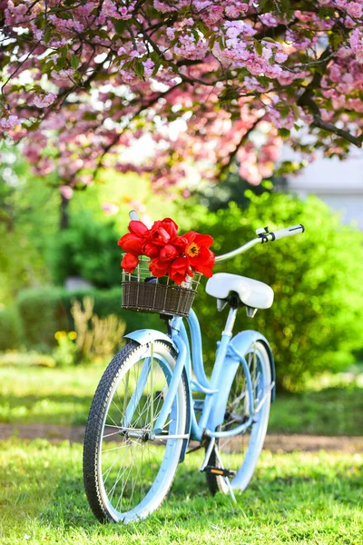 Piękno wiosny. Rower retro z kwiatami tulipanów w koszyku. vintage rower w parku. sakura kwitną w wiosennym ogrodzie. natura pełna kolorów i zapachów. relaks i podróże. romantyczna randka. sezon miłości — Zdjęcie stockowe