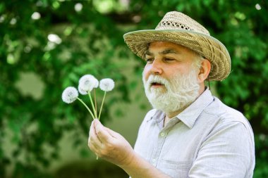 Elimde güzel bir çiçek var. bahar köyü ülkesi. İnce gri saçın sembolü. Yaşlı adam karahindiba üflüyor. Alzheimer bunaması. Bilişsel bozukluk kavramı. Baharın başında neşe. yaşlılık ve yaşlılık