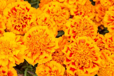 Bahçenize gün ışığının rengini getirin. Çiçek bahçesi ve bahçıvanlık. Marigold Gagetes 'in geçmişi. Yaz bahçesi. Çiçekçi. Bahçe çiçeklerin açtığı yerdir.