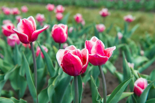 Sprawia, że świat jest jasny. różowe żywe kwiaty. piękno natury. cieszyć się sezonowym kwitnieniem. różowe kwiaty na polu. Krajobraz holenderskich tulipanów. Podróż w sezonie wiosennym. Kolorowe pole tulipan wiosna — Zdjęcie stockowe