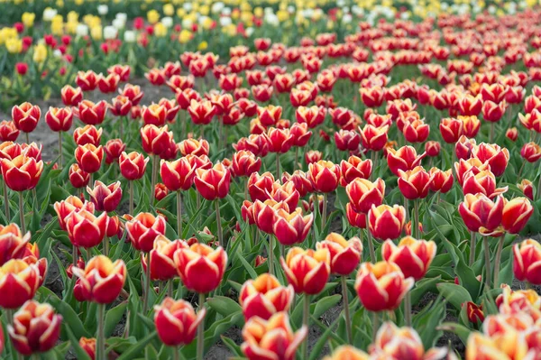 Ti porto un fiore. bellezza del campo fiorito. famoso festival dei tulipani. Sfondo naturale. gruppo di aiuola tulipano vacanza. Campi di tulipani in fiore. parco paesaggio primaverile. paese del tulipano — Foto Stock