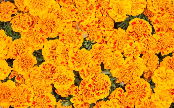 Hej sommar. Marigold blommade säng bakgrund. Sommarblomma. Blomsteraffär. Kvinnors dag firande. Sommarlov. Pollenallergi. Njut av sommaren blomma — Stockfoto