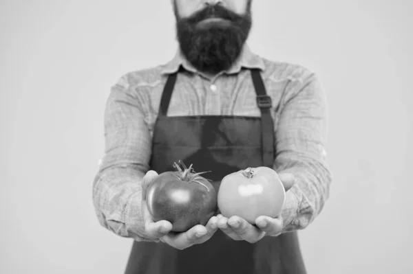 Cultivos orgánicos. Dieta de tomate. Chef cocinar con verduras de tomate. El hombre barbudo cocinero sostiene el tomate en las manos. Salsa de tomate o ketchup. Cocina mediterránea. Cocinar y comer de forma saludable. Concepto de mercado agrícola —  Fotos de Stock