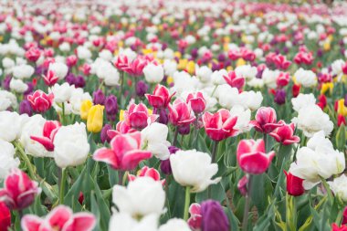 Mutlu kadınlar günü. Bahar çiçeği arkaplanı. Parfüm kokusu ve aroma. Çiçekçi dükkanı. Büyüyen çiçekler. Hollanda kırsalında. Çok renkli çiçekler. Lale alanları rengarenk bir şekilde çiçeklenmeye başladı