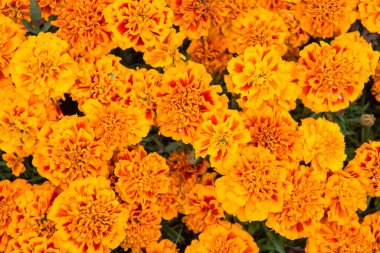 Her bahçeye renk sıçratır. Marigold çiçekli yatak. Marigold Gagetes 'in geçmişi. Kadife çiçeği tomurcukları. Kadife çiçeği yetiştirme. Çiçek yetiştiriciliği. Yaz çiçekleri. Çiçekçi. Çiçekçi.
