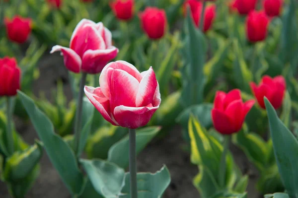 Bellissimi campi di tulipani rosa. Olanda in primavera. Bandiera floreale per negozio di floristica. campo rosa di tulipani, Paesi Bassi. campo lampadina in primavera. armonia nella meditazione. Piante da irrigazione — Foto Stock