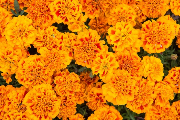 どんな庭でも色のスプラッシュ。マリーゴールドの花のベッド。マリーゴールドは背景をタグ付けします。マリーゴールドの蕾を咲かせます。マリーゴールド栽培。花の農業。夏の花。花屋だ。小売花屋 — ストック写真