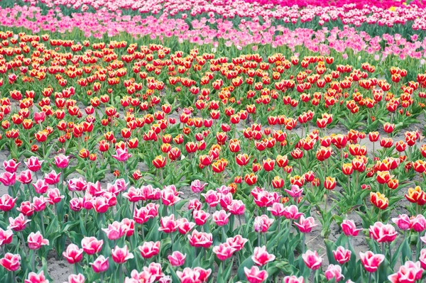 Wiosna. letnie pole kwiatów. ogrodnictwo i florystyka. piękno przyrody i świeżość. Hoduję tulipany na sprzedaż. mnóstwo kwiatów na zakupy. Tulipan kwitnie wiosną. jasne pole kwiat tulipan — Zdjęcie stockowe