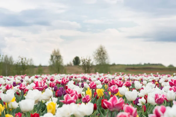 Wiosenne tło kwiatowe. Zapach perfum i aromat. Sklep z kwiatami. Hoduję kwiaty. Wieś w Holandii. Kolorowe kwiaty. Pola tulipanów kolorowo rozkwitają w pełnym rozkwicie. Szczęśliwego Dnia Kobiet — Zdjęcie stockowe