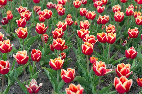 Esperto di fiori. Tulipani in crescita in vendita. Un sacco di fiori per il negozio. tulipano fioritura in primavera. campo di fiori di tulipano luminoso. campo estivo di fiore. giardinaggio e floristica. natura bellezza e freschezza — Foto Stock