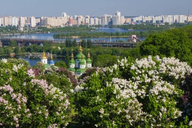 Kiev 'deki Vydubytsky Manastırı ve Dinyeper Nehri' nin arka planında çiçek açan leylak. Bahar.