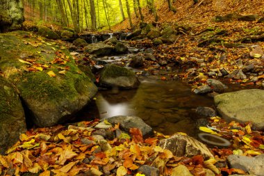 Sonbahar ormanındaki temiz dere
