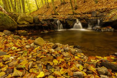 Sonbahar ormanındaki temiz dere
