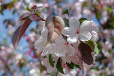 Çiçek açan kiraz. Beyaz çiçekler. Bahar.