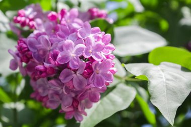 Yeşil yapraklı arkaplanda leylak çiçekleri.