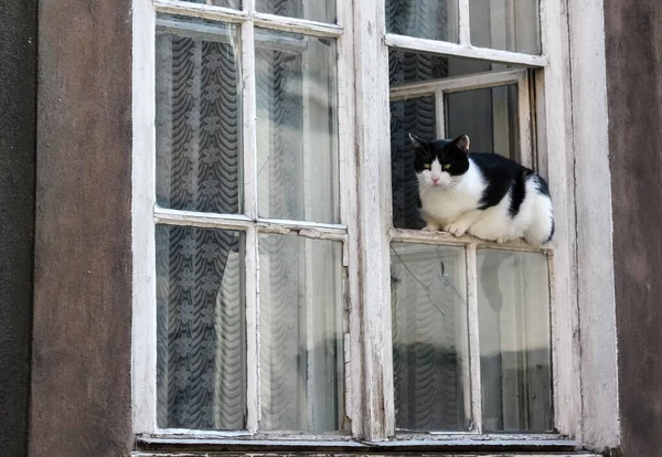 Svart Och Vit Katt Sitter Ett Vitt Träfönster — Stockfoto