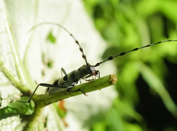 Blauw Zwarte Kever Barbel Zittend Een Blad Rosalia Alpina — Stockfoto