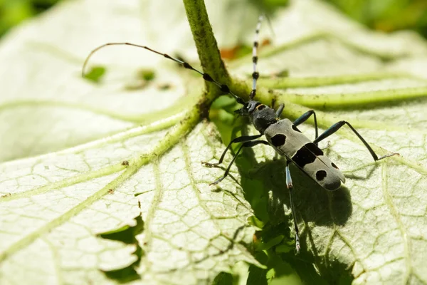 Barbeau Scarabée Bleu Noir Assis Sur Une Feuille Rosalia Alpina — Photo