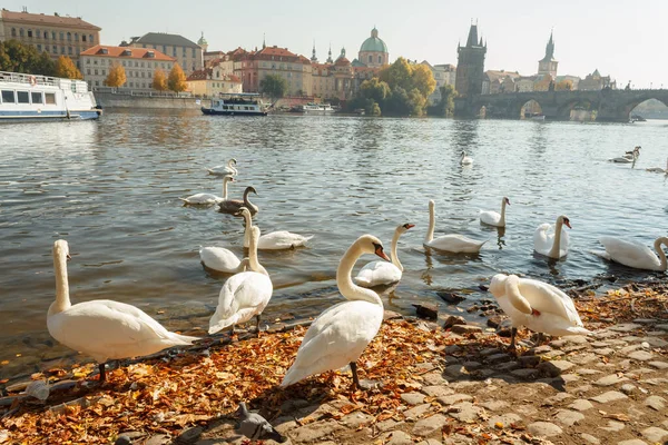 Prag Nehir Kıyısında Kuğular — Stok fotoğraf
