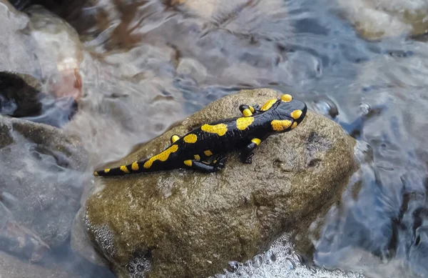 Mitten Wasser Sitzt Eine Schwarz Gelb Gefleckte Eidechse Auf Einem Stockbild