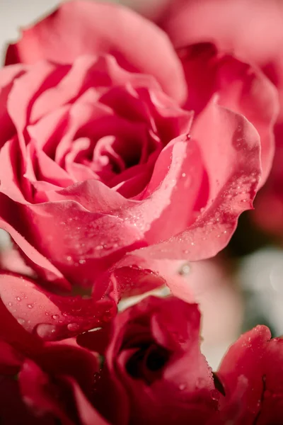 Macro Pink Red Roses Water Drops Petals Close Harsh Sunlight — Stock Photo, Image
