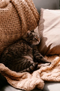 Kanepedeki sarı battaniyenin üzerindeki tüylü kahverengi kedi. Güneş banyosu yapıyorum. Kendini soyutlama. Doğrudan güneş ışığı. Güneşin tadını çıkar. Örgü battaniye. Parlak renk. Mutlu kedicik hayatın tadını çıkarıyor. Evde kal. Bahar geldi..