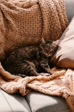Kanepedeki sarı battaniyenin üzerindeki tüylü kahverengi kedi. Güneş banyosu yapıyorum. Kendini soyutlama. Doğrudan güneş ışığı. Güneşin tadını çıkar. Örgü battaniye. Parlak renk. Mutlu kedicik hayatın tadını çıkarıyor. Evde kal. Bahar geldi..