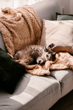 Kanepedeki sarı battaniyenin üzerindeki tüylü kahverengi kedi. Güneş banyosu yapıyorum. Kendini soyutlama. Doğrudan güneş ışığı. Güneşin tadını çıkar. Örgü battaniye. Parlak renk. Mutlu kedicik hayatın tadını çıkarıyor. Evde kal. Bahar geldi..