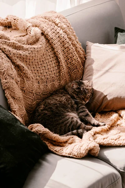 Kanepedeki Sarı Battaniyenin Üzerindeki Tüylü Kahverengi Kedi Güneş Banyosu Yapıyorum — Stok fotoğraf