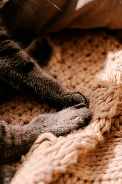 Fluffy Bruine Grijze Kat Gele Deken Bank Neem Een Zonnebad — Stockfoto